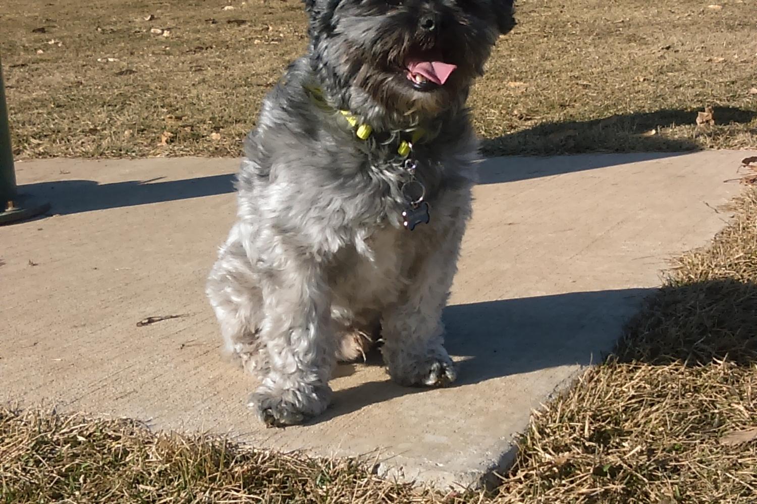 Hagerstown Dog Park 0