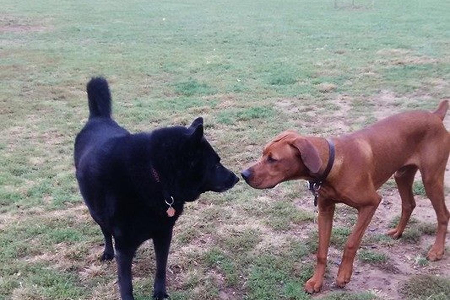Hagerstown Dog Park 2