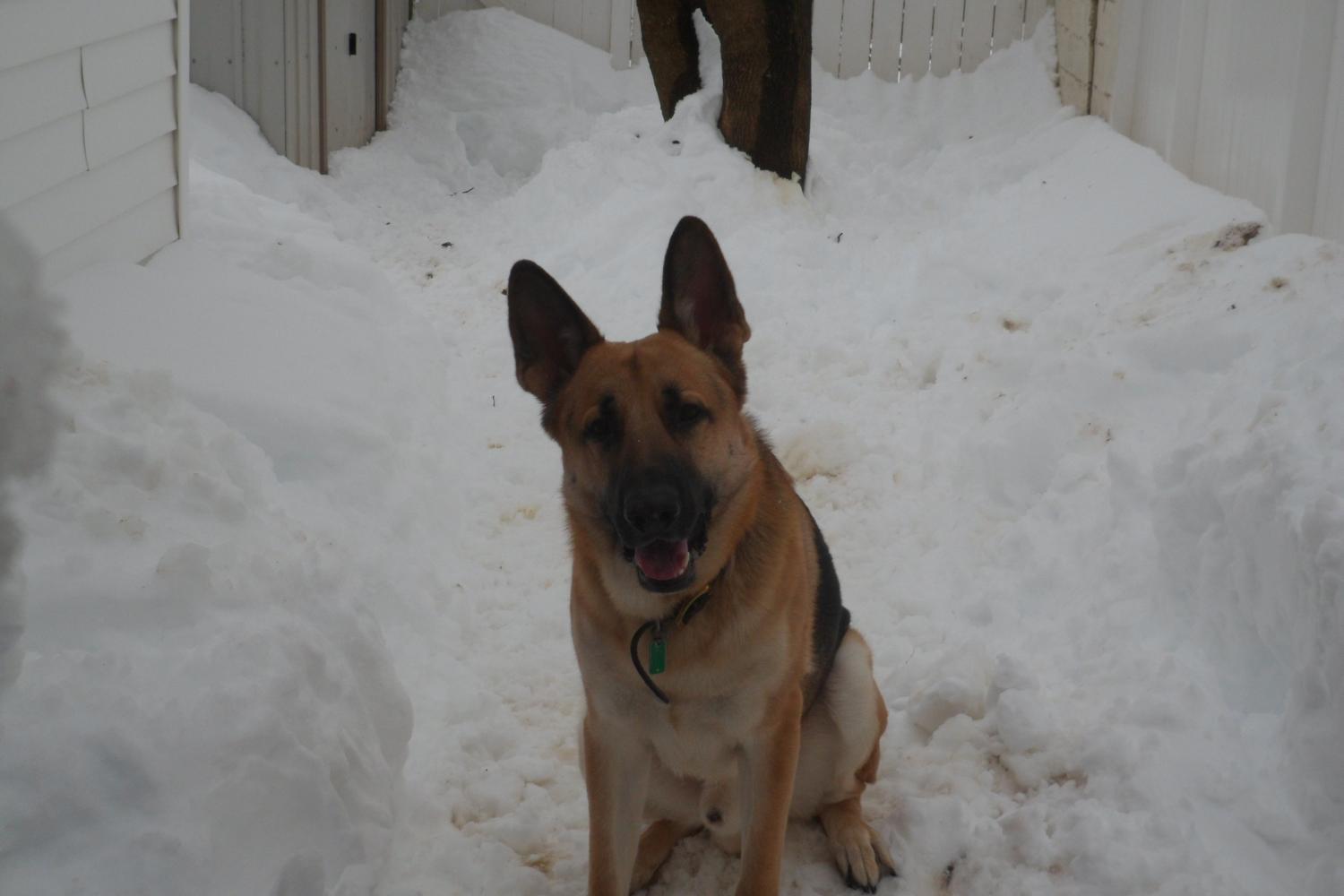 Hagerstown Dog Park 4