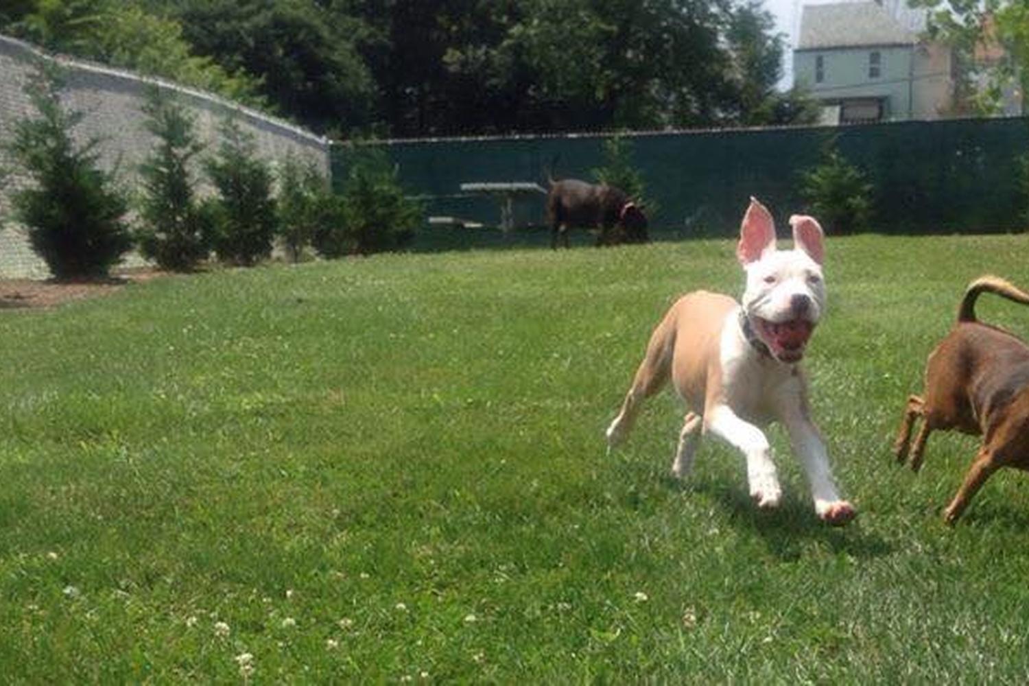Hagerstown Dog Park 3