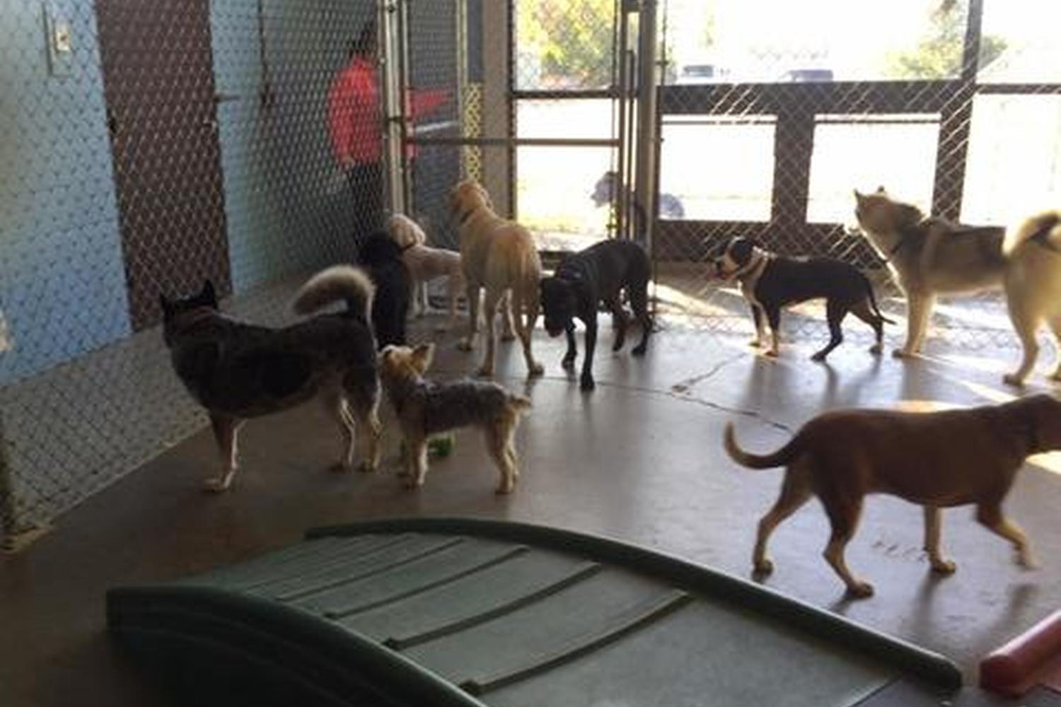 Hilltop Kennels 1
