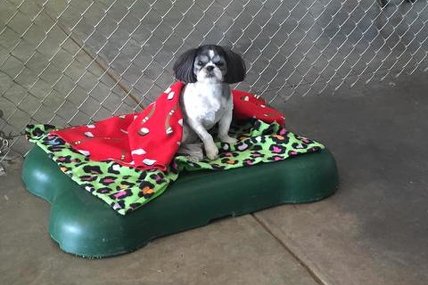Hilltop Kennels 2