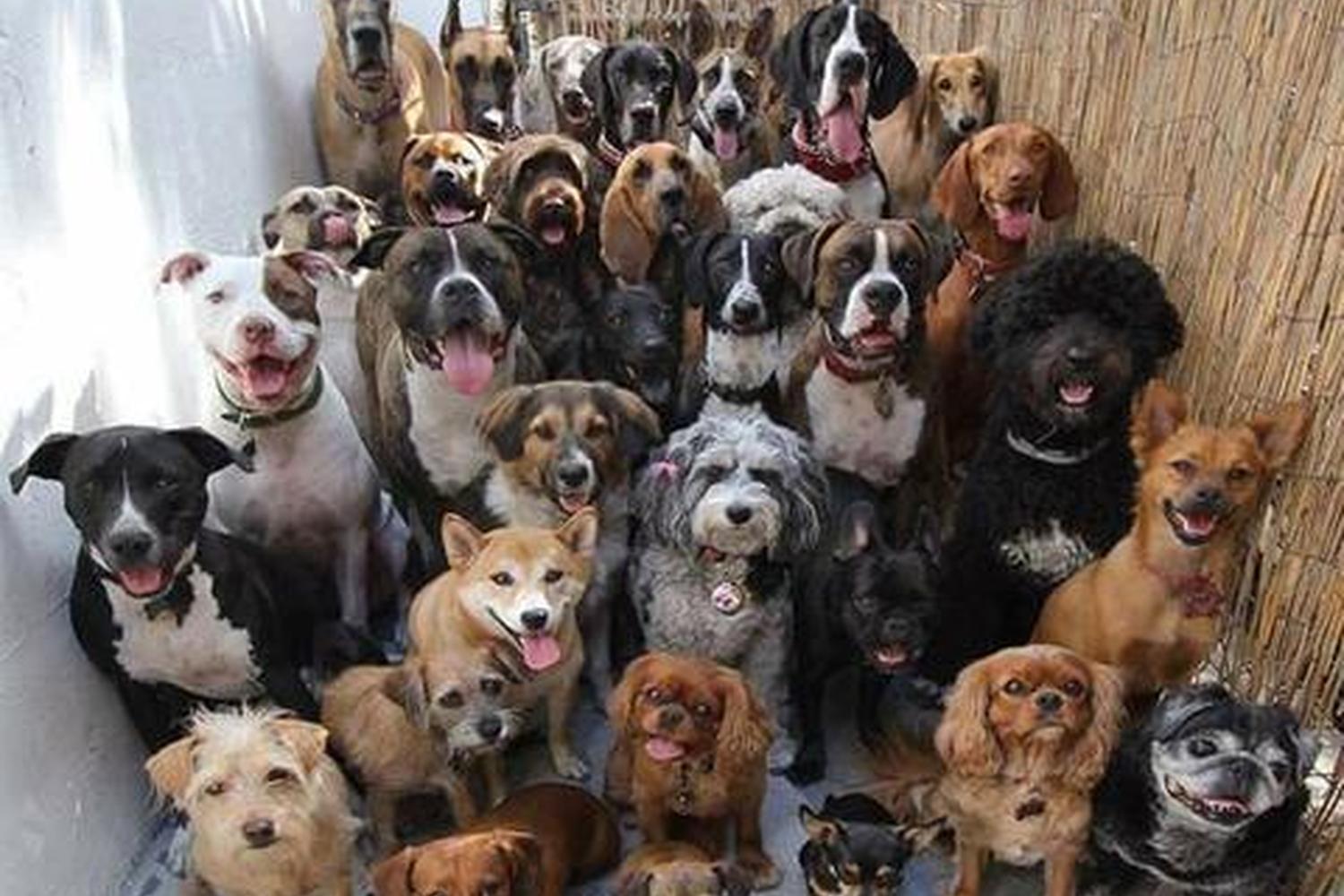 Hilltop Kennels 0