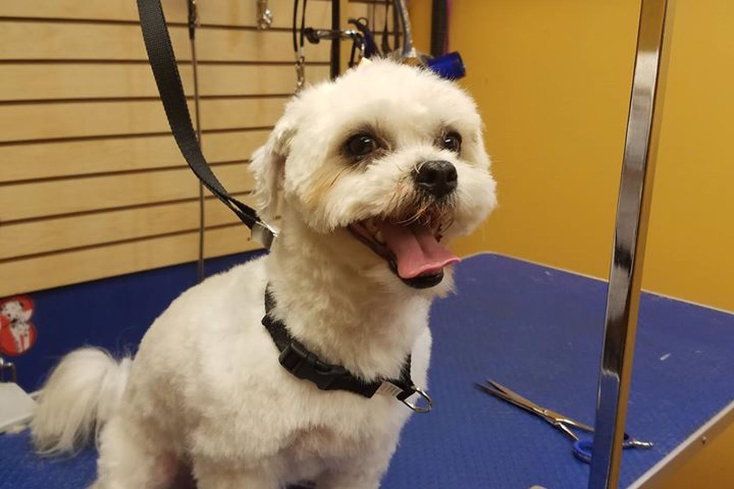 Amherst Dog Wash 5