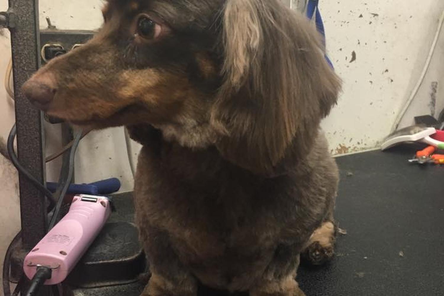 Debbie's Dog Grooming  0