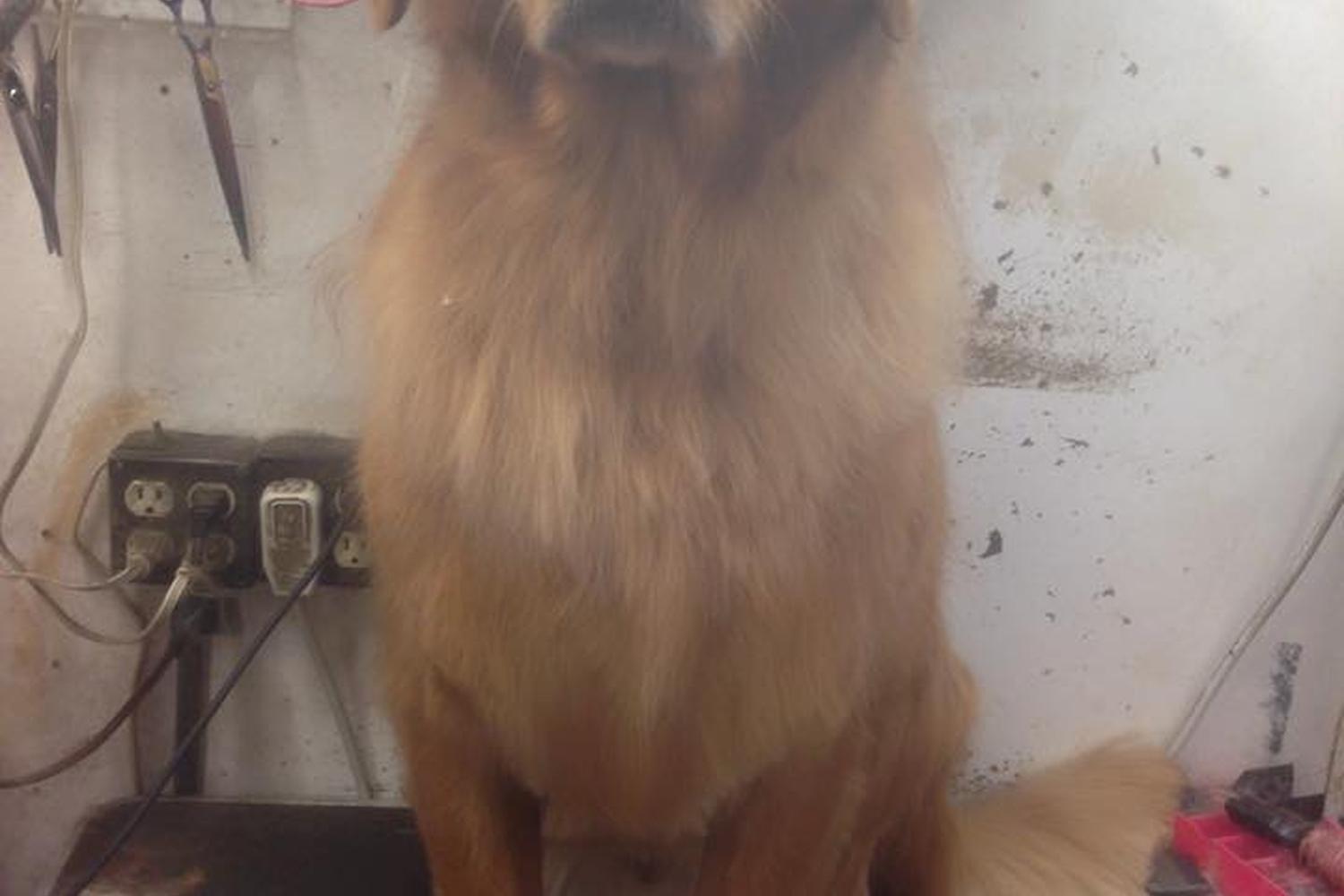 Debbie's Dog Grooming  3