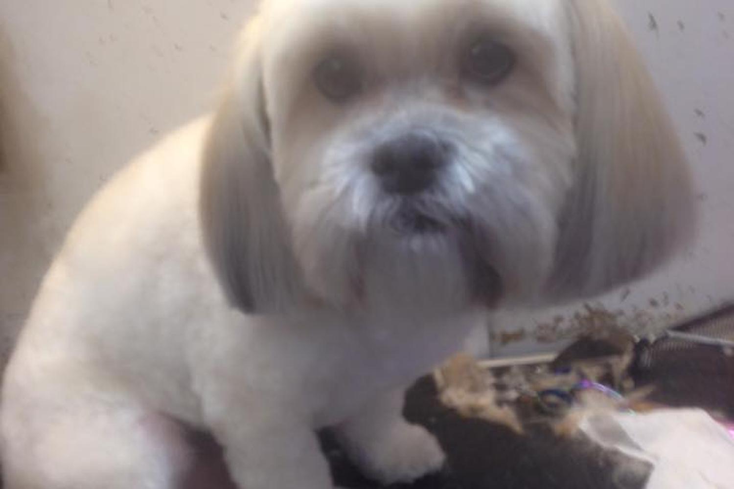 Debbie's Dog Grooming  1