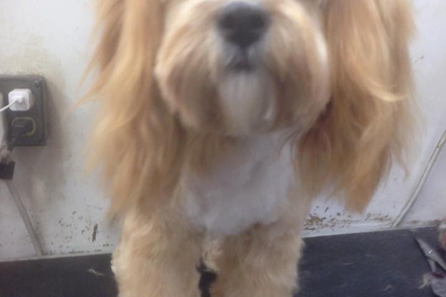 Debbie's Dog Grooming  2