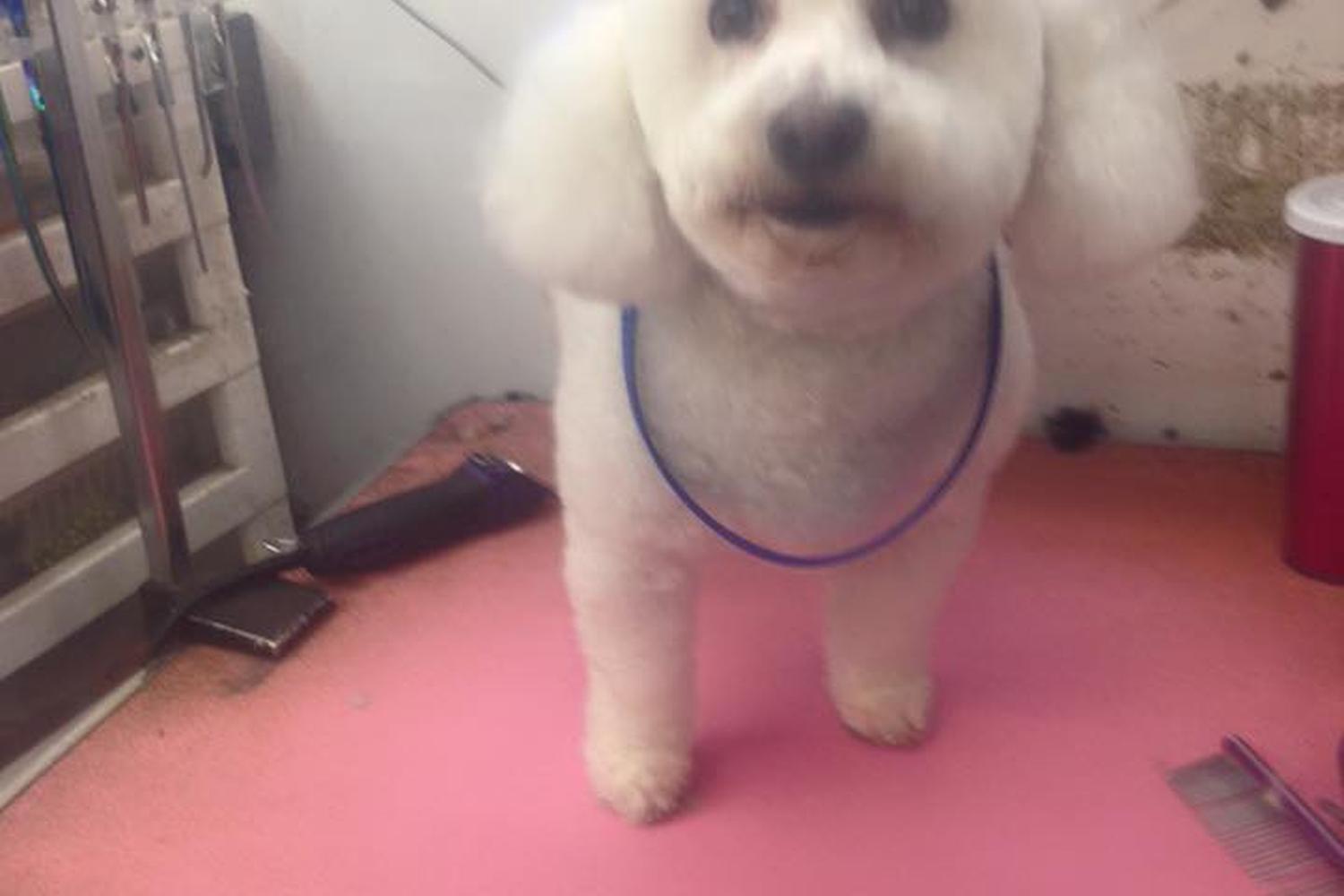 Debbie's Dog Grooming  4