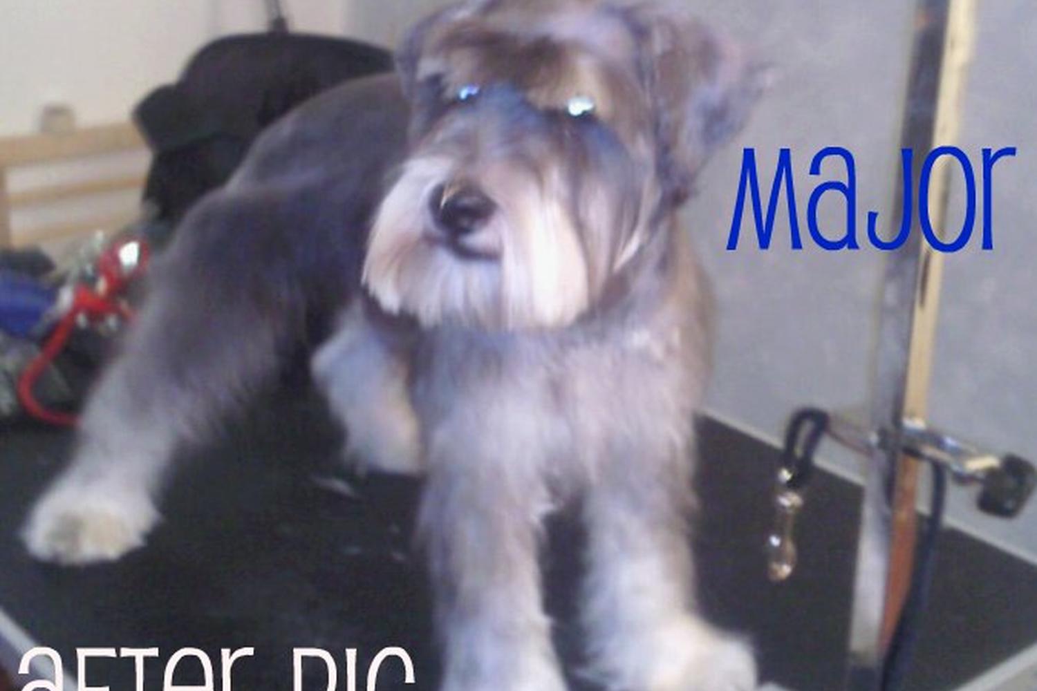 Grooming4Less 2