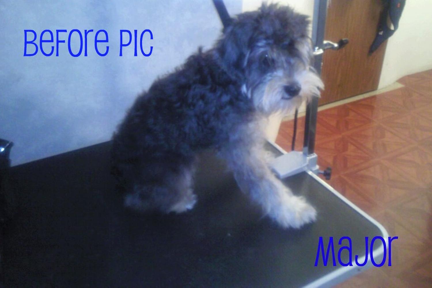 Grooming4Less 1