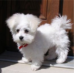 Grooming4Less 0