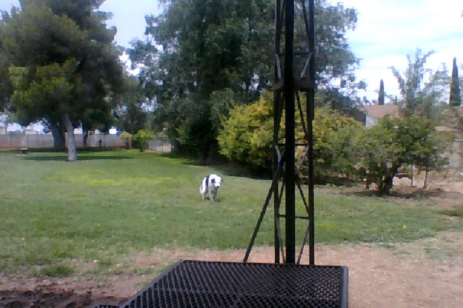 Lewis Kingman Dog Park 1