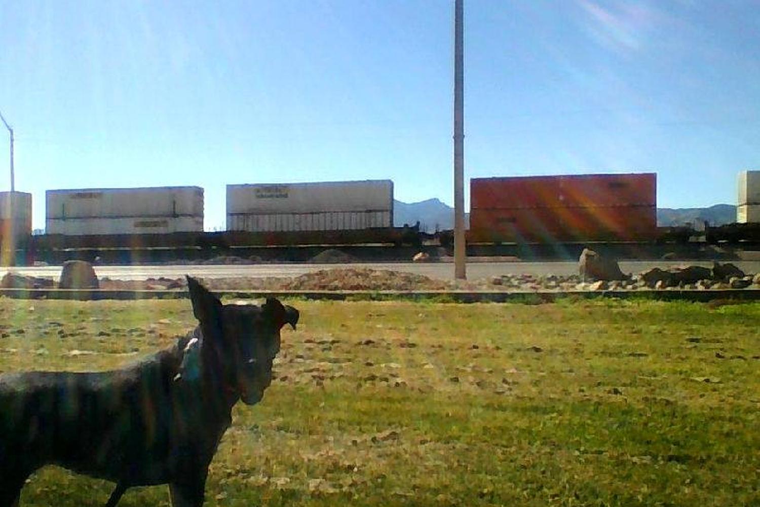 Lewis Kingman Dog Park 2