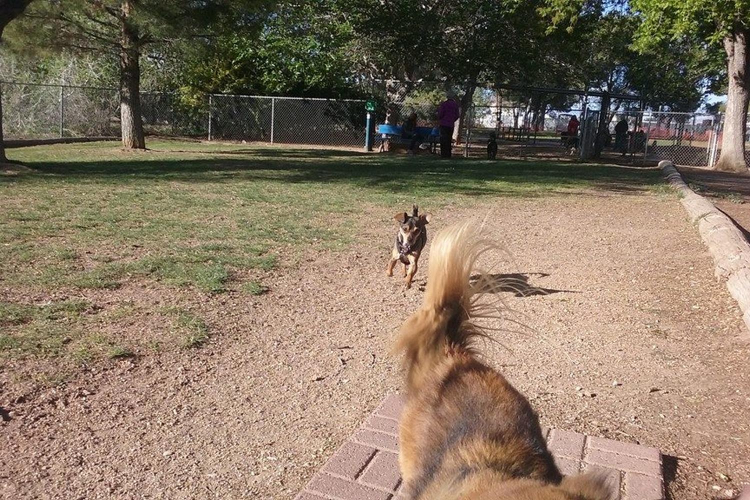Lewis Kingman Dog Park 3