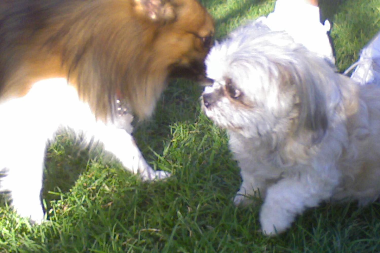 Lewis Kingman Dog Park 0