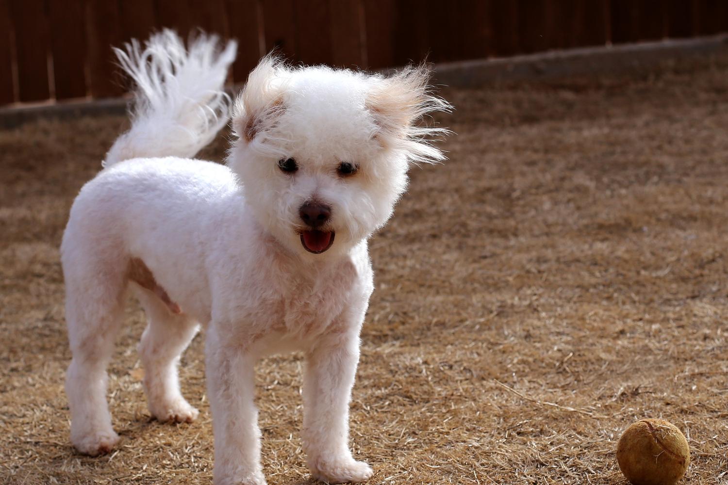PetSmart Grooming 4