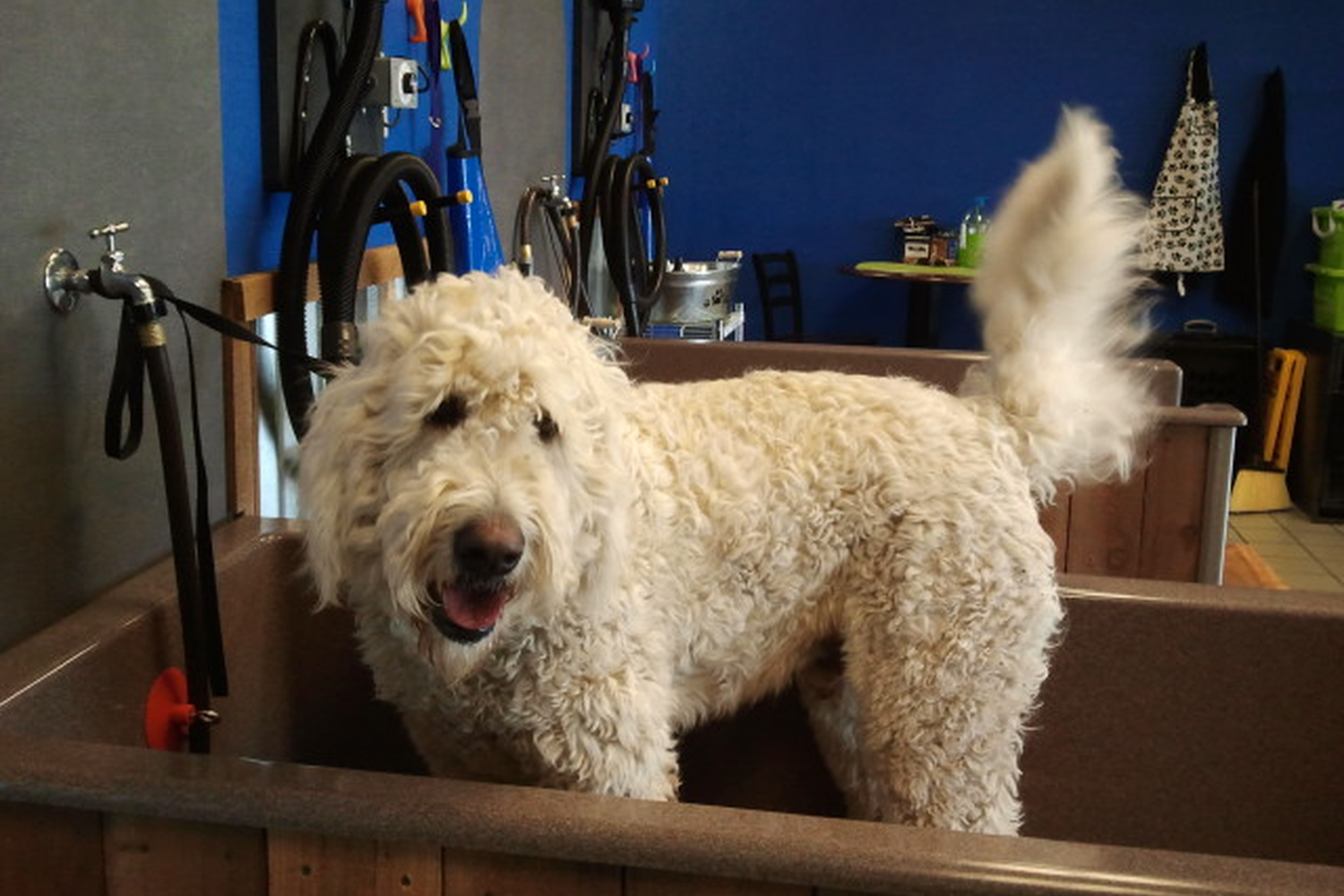 Happy K9 Dogwash 2