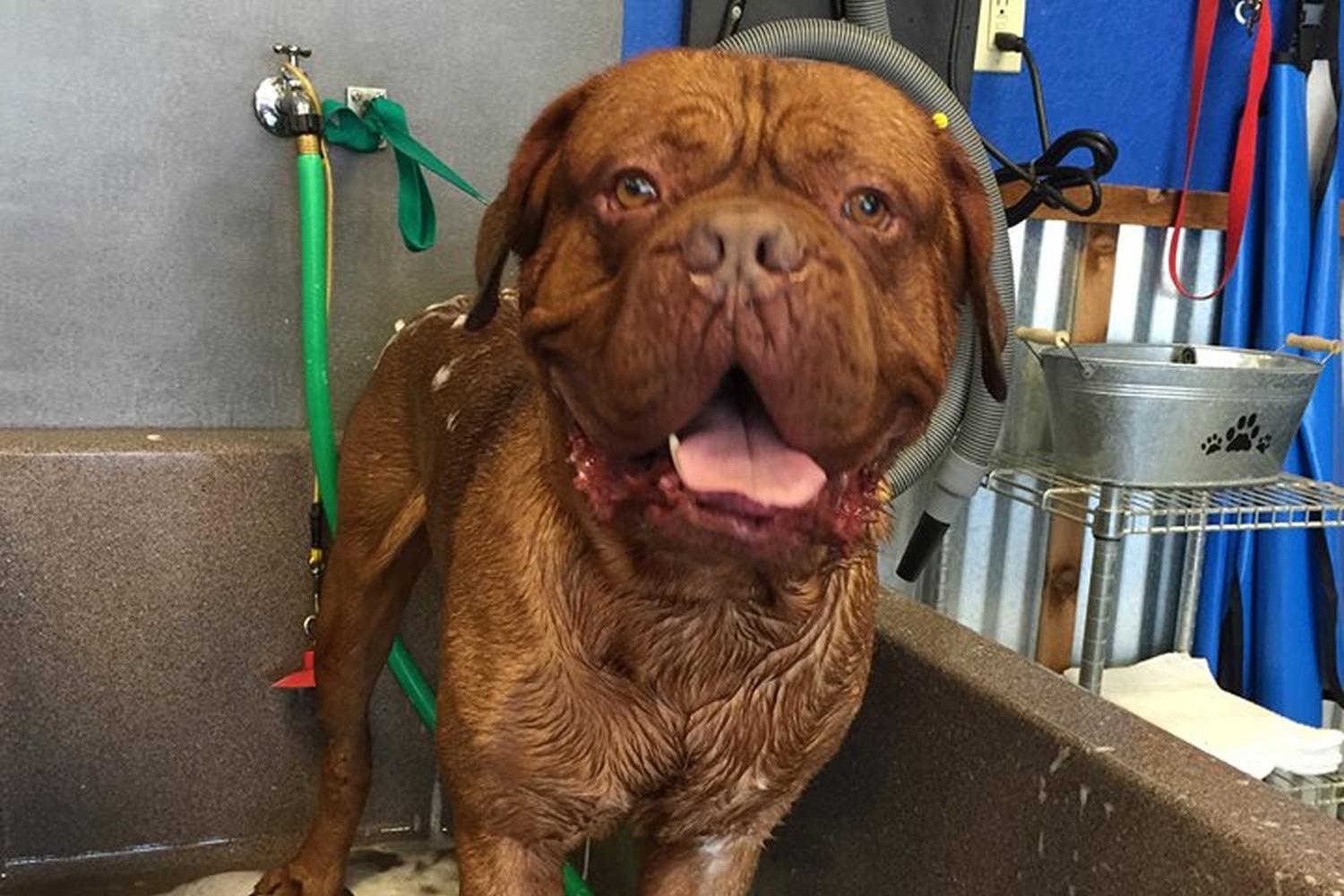 Happy K9 Dogwash 3