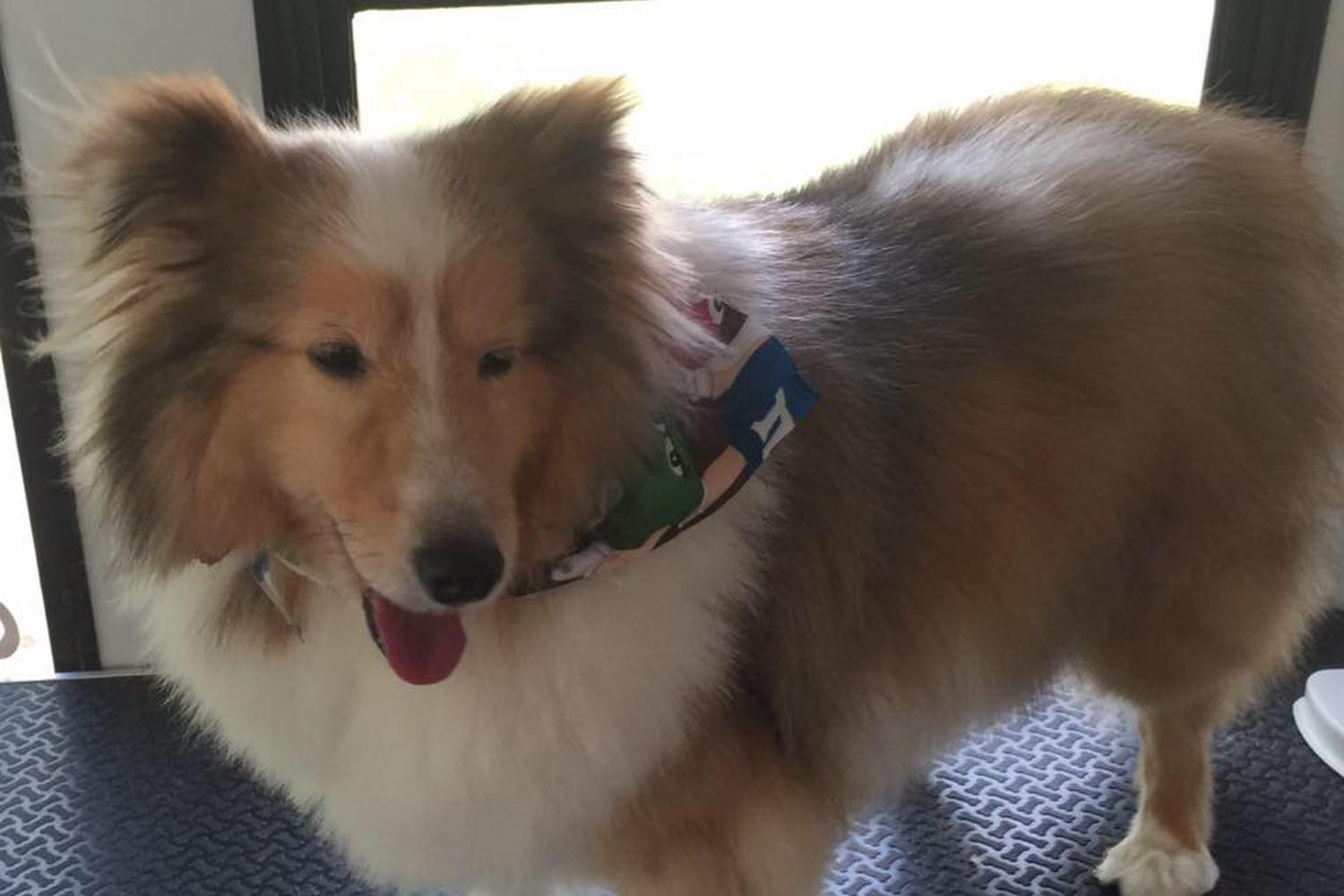 Texas Mobile Pet Spa 1