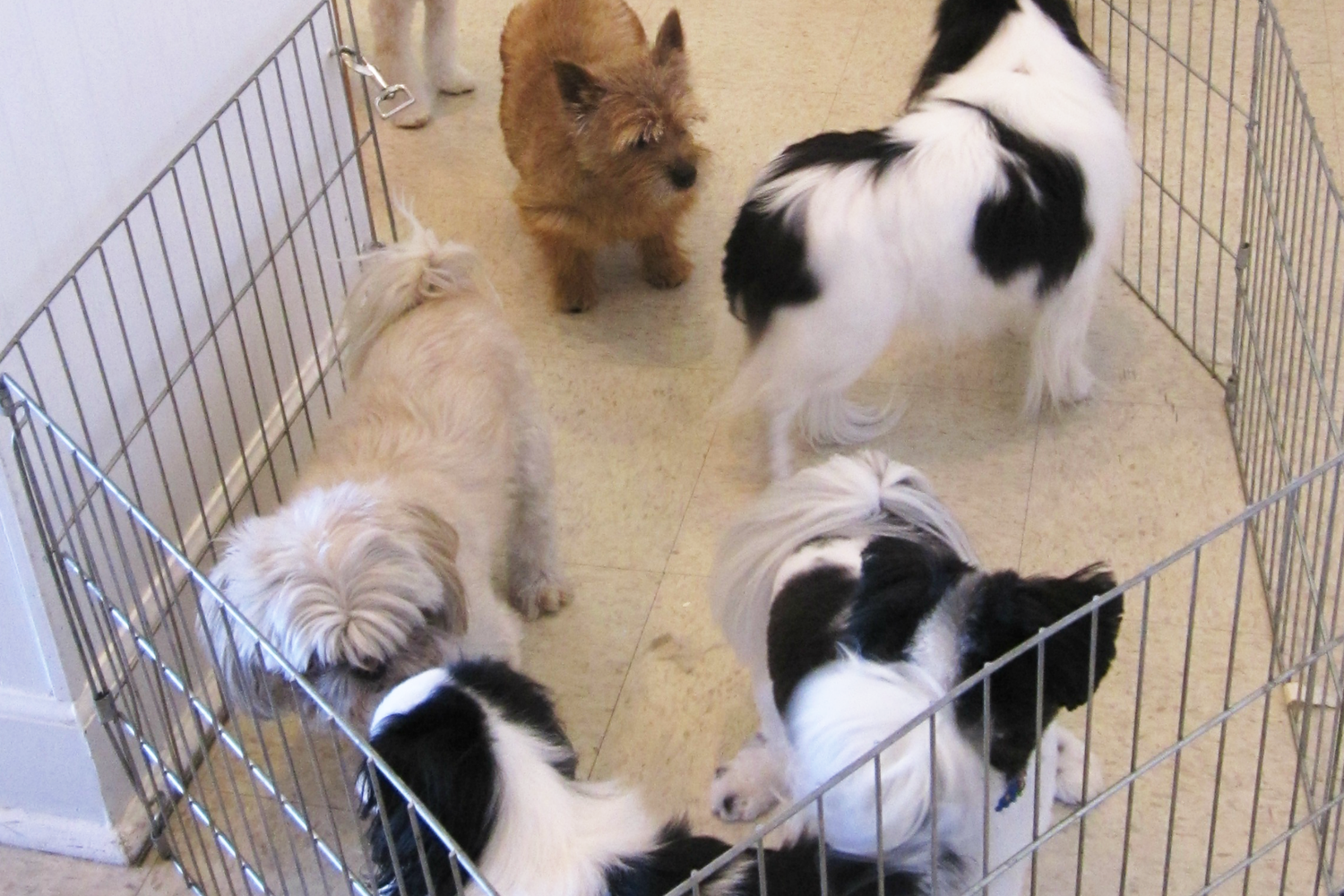 Precious Pet Paradise 3