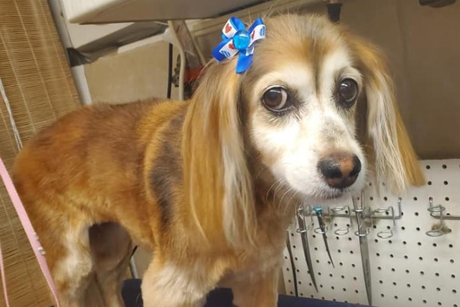 Pupperz Pet Grooming 2