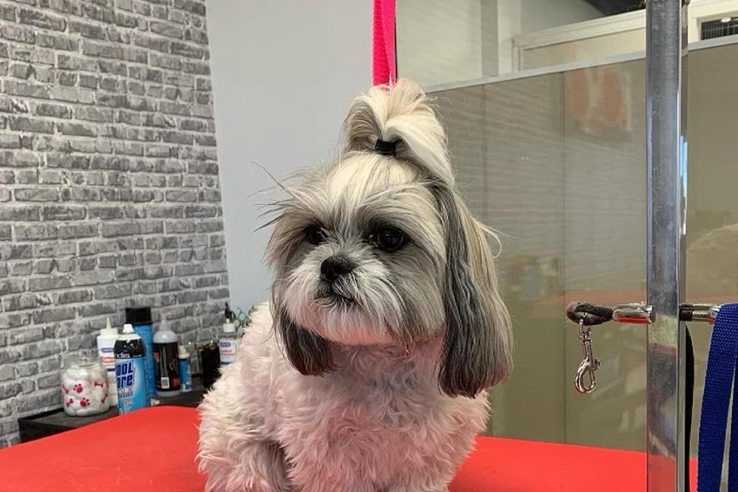 Groomology 2