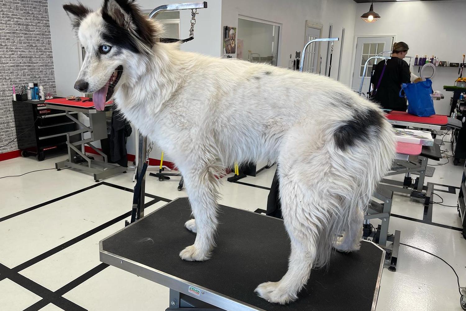 Groomology 1