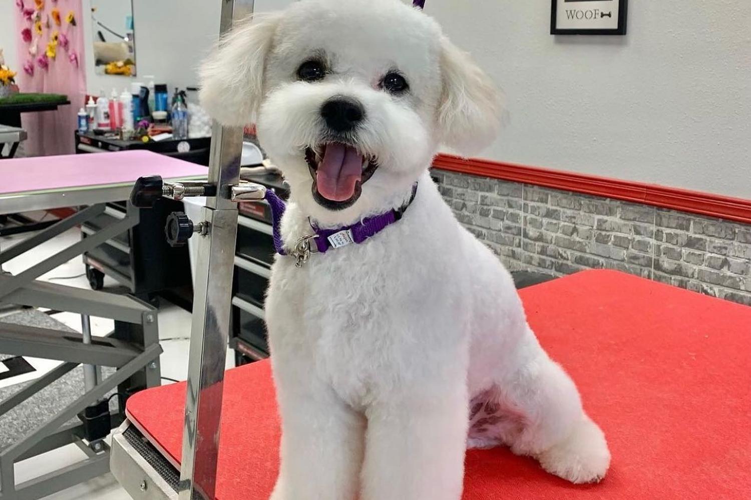 Groomology 3