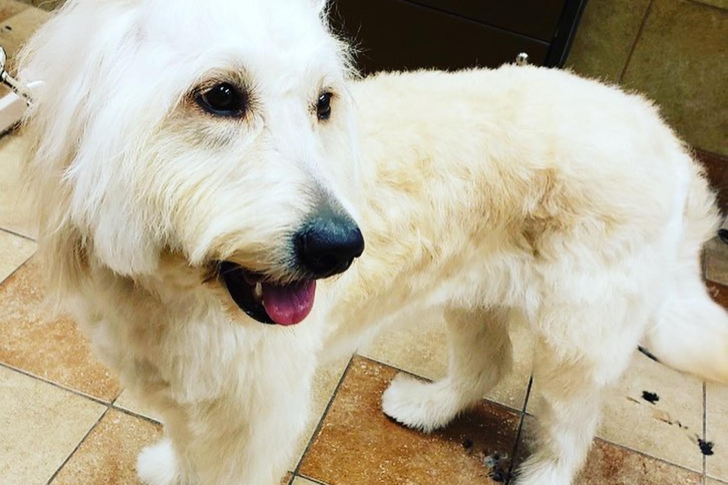 Community Pet Supplies and Grooming 2