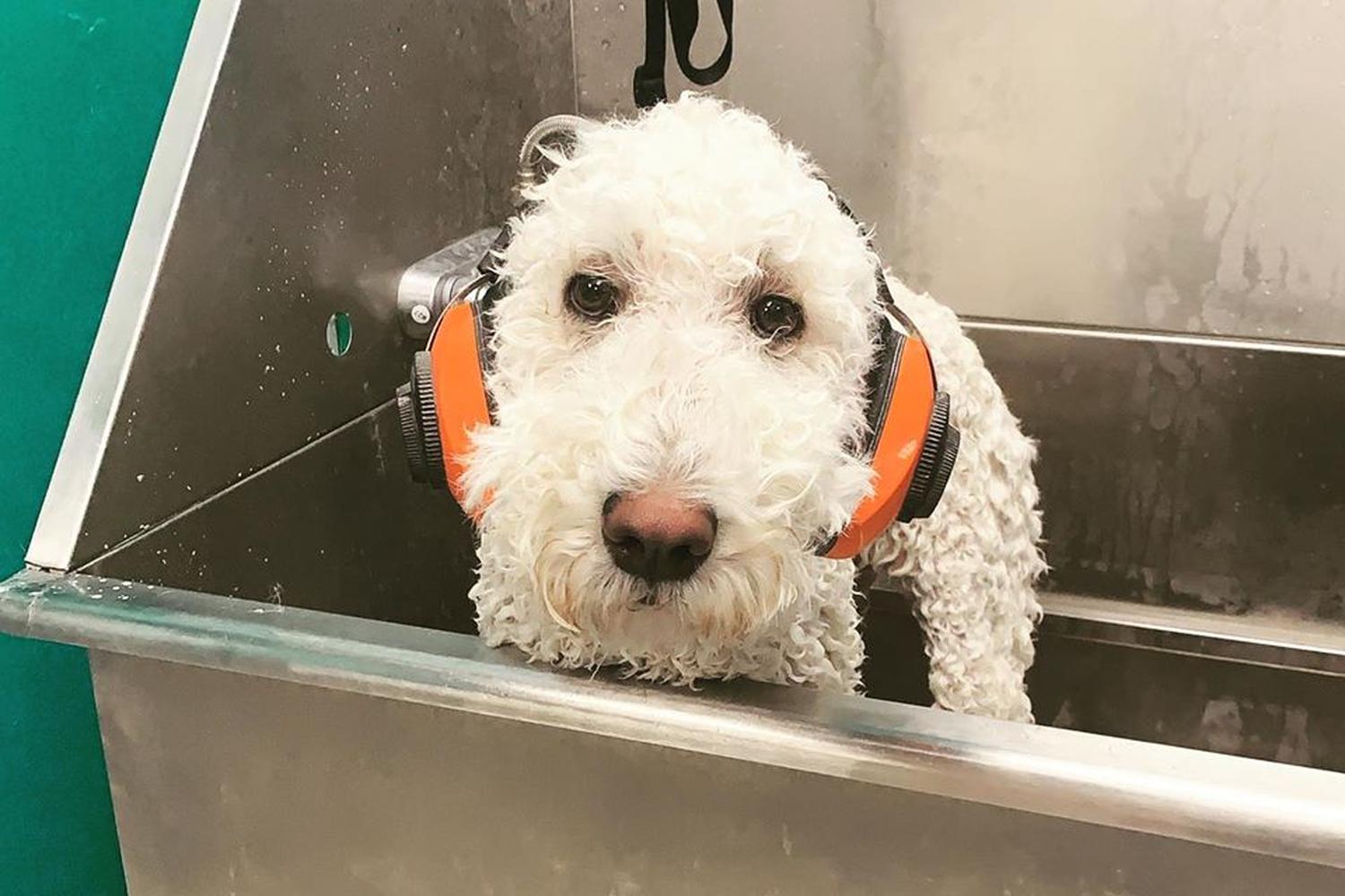CaNine To Five 4