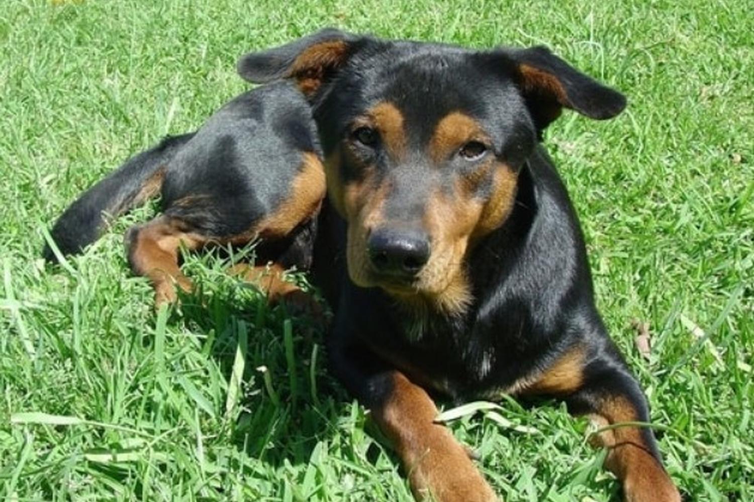 Mobile Pet Grooming West Palm Beach 1