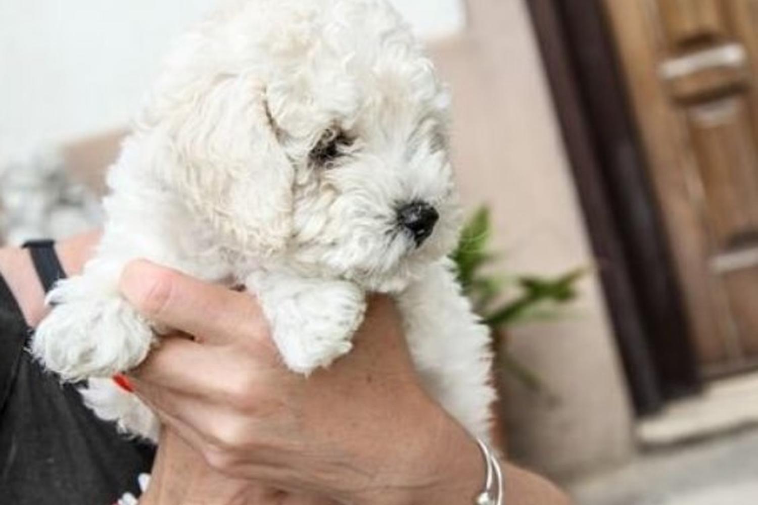 Mobile Pet Grooming West Palm Beach 2