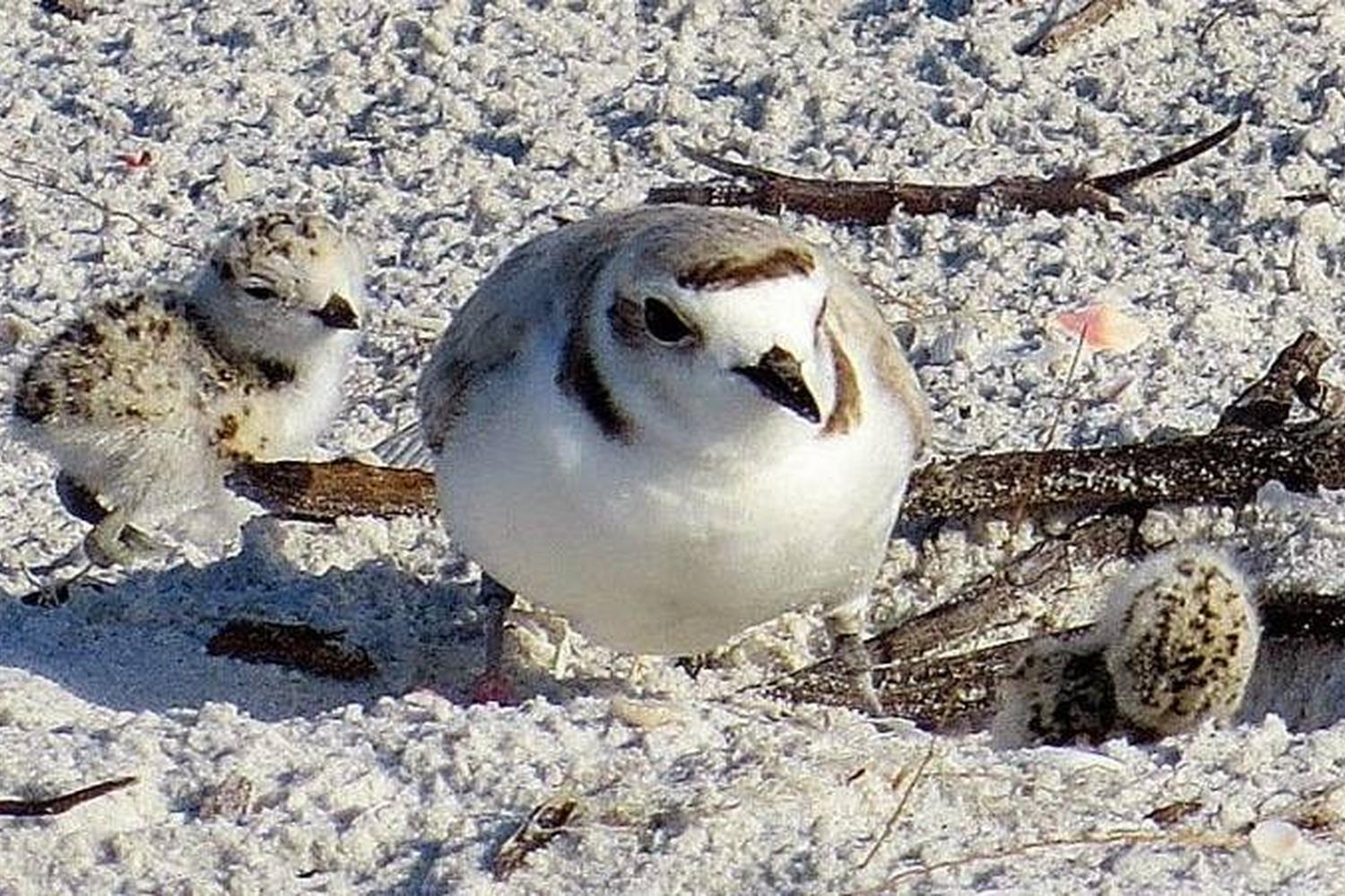 J.N. Ding Darling National Wildlife Refuge 1