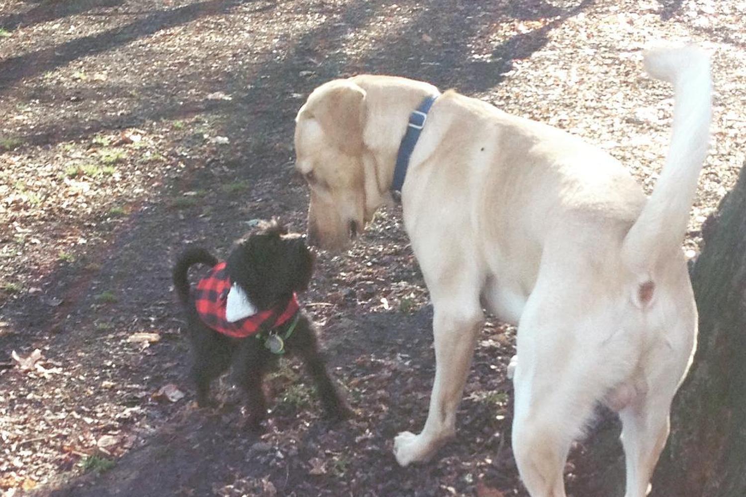 Hamden Dog Run at Bassett Park 1