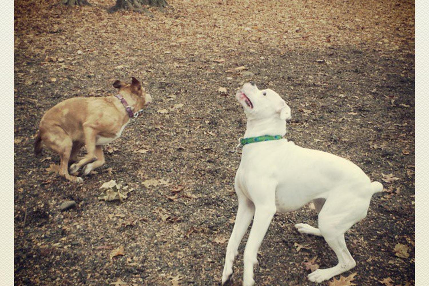 Hamden Dog Run at Bassett Park 0