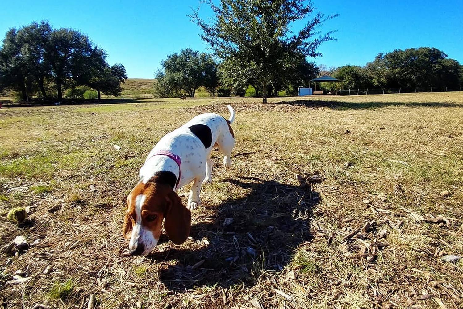 New Braunfels Dog Park 4