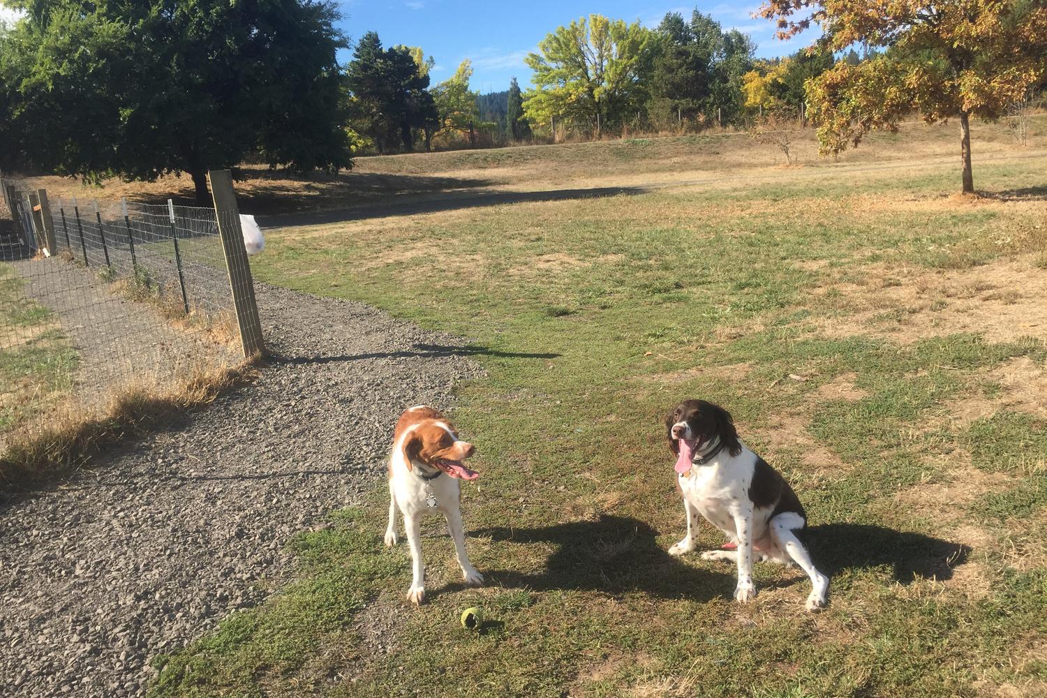 Amazon Dog Park 0