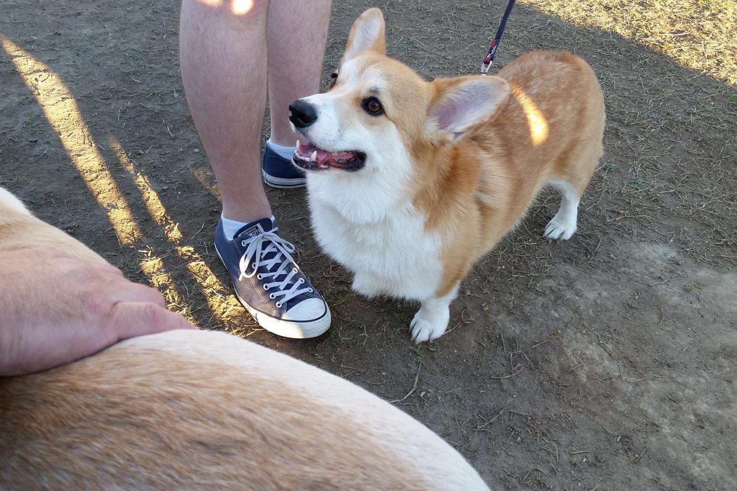 Steeplechase Dog Park 5