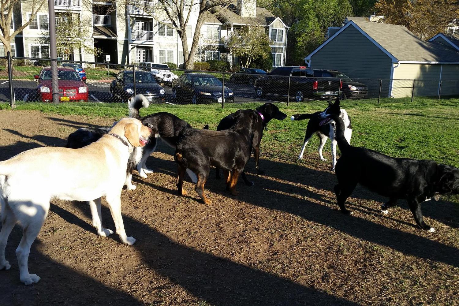 Steeplechase Dog Park 3