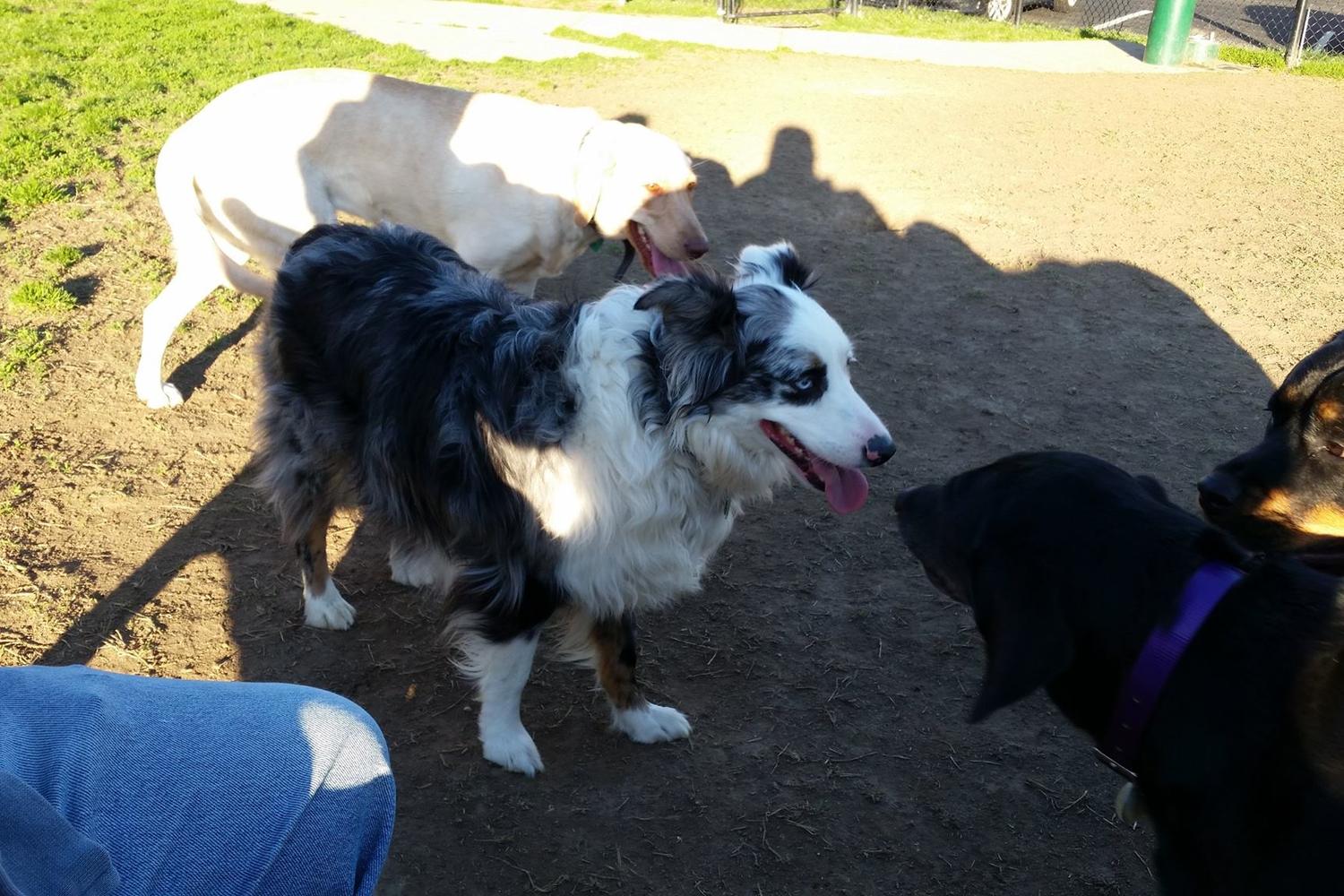 Steeplechase Dog Park 1