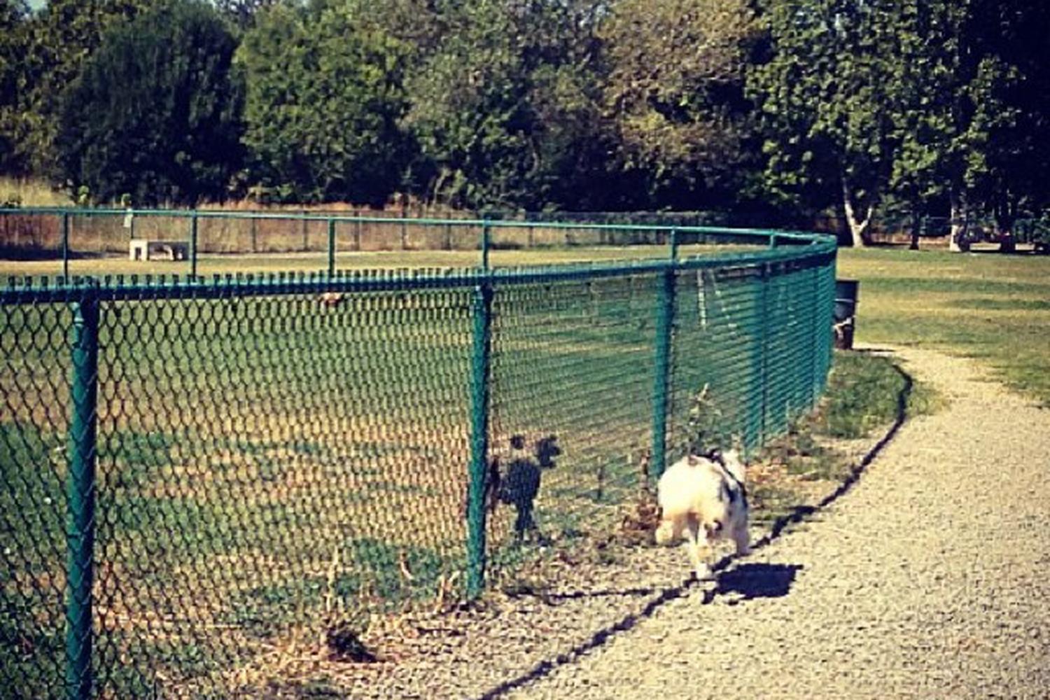 Toad Hollow Dog Park 7