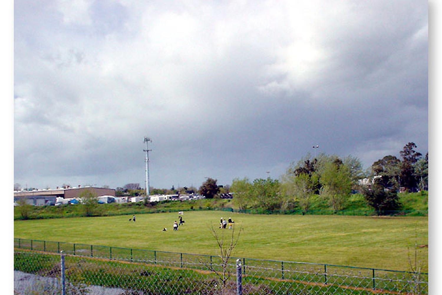 Toad Hollow Dog Park 5