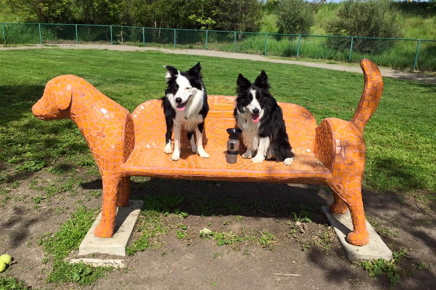 Toad Hollow Dog Park 1