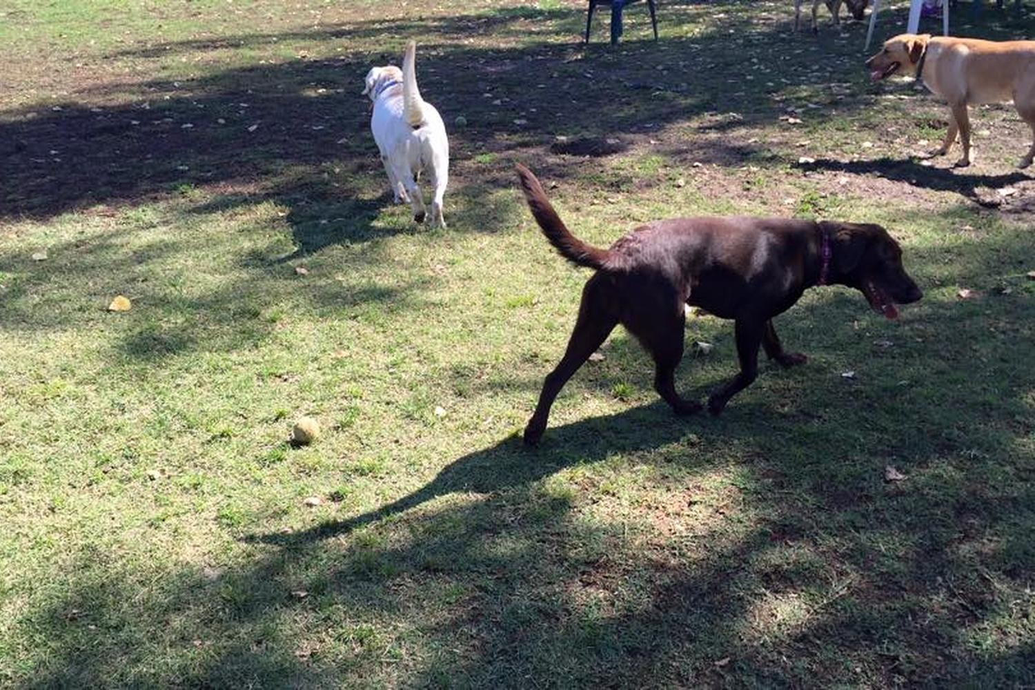 Toad Hollow Dog Park 4