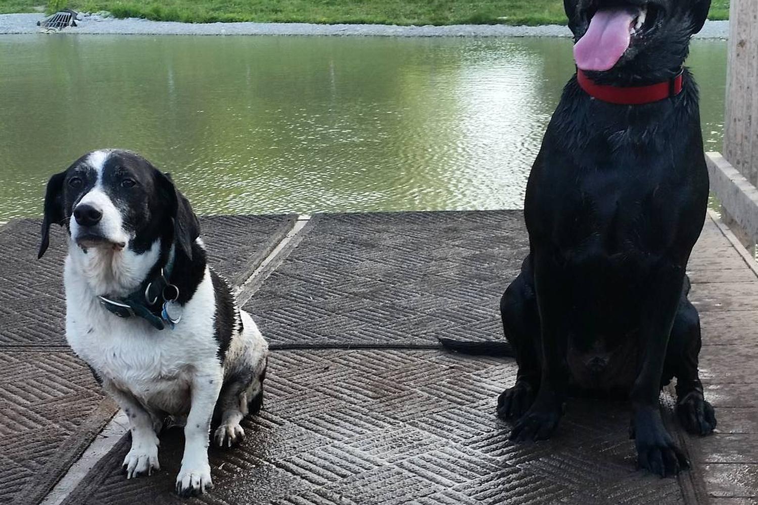 Thornberry Off-Leash Dog Park 5