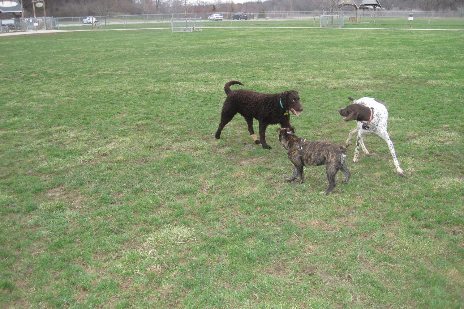Thornberry Off-Leash Dog Park 1