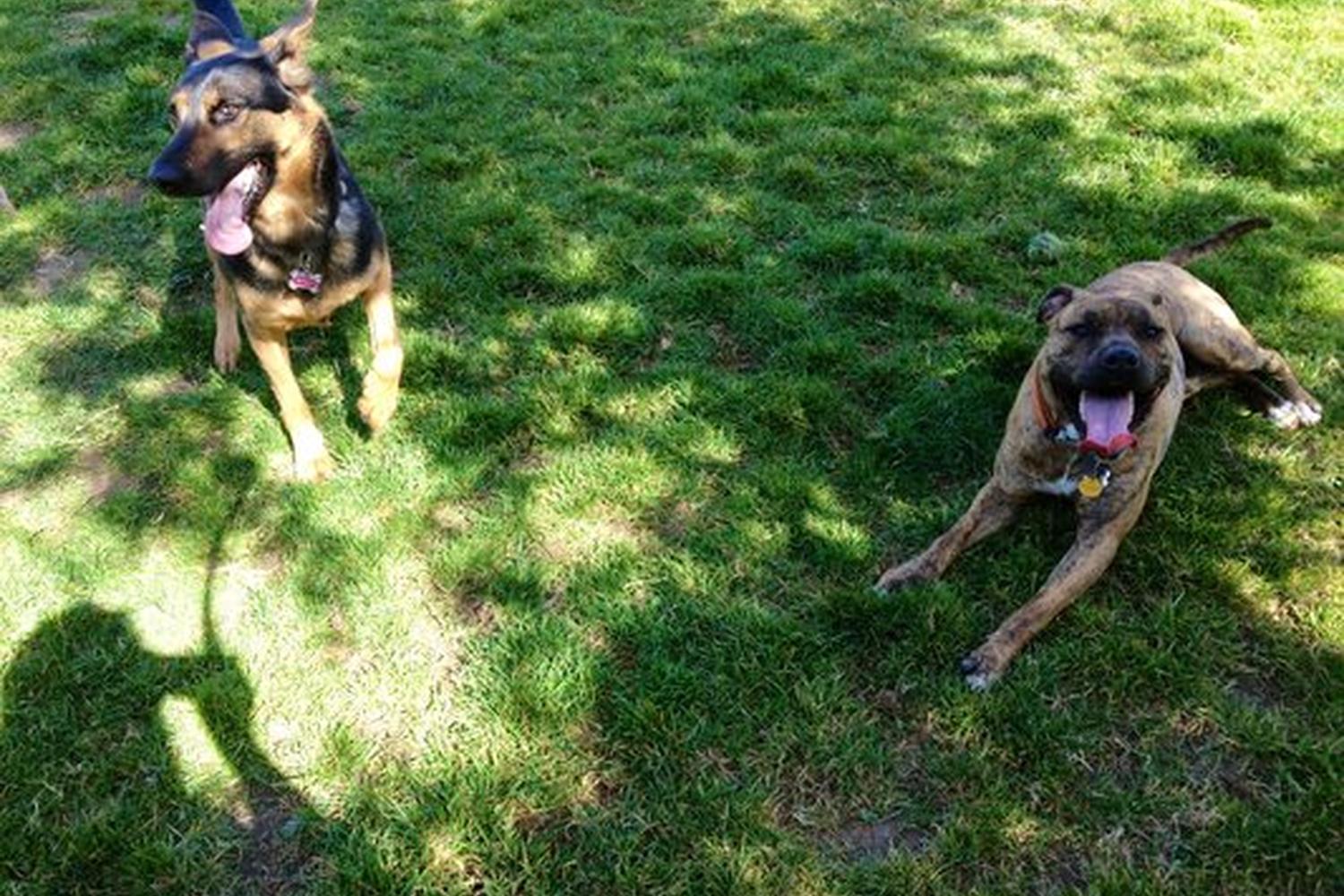 Paso Nogal Dog Park 1