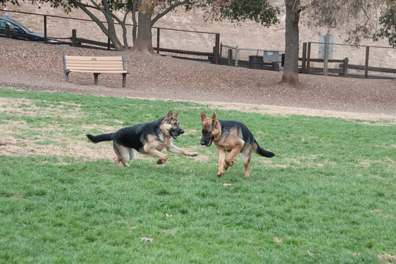Paso Nogal Dog Park 3