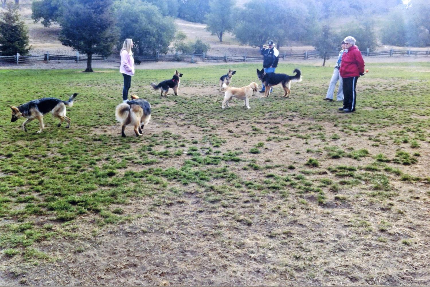 Paso Nogal Dog Park 4